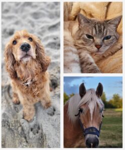 Cora systemische Tieraufstellung