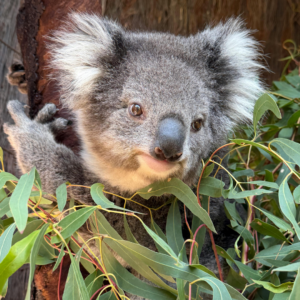 Das Herz - Meditationsabend